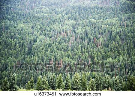Pine Trees Telluride Colorado USA View Large Photo Image Stock Image - Pine Trees Telluride Colorado USA. Fotosearch