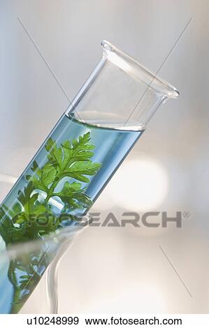 Stock Photo - Plant and liquid in vial. Fotosearch