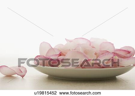 Plate of pink rose petals View Large Photo Image Stock Image - Plate of pink rose petals. Fotosearch
