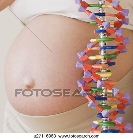 Stock Image - Pregnant woman next to DNA model. Fotosearch
