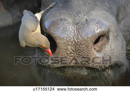 Red-Billed Oxpecker on Ox’s face, Greater Kruger National Park, South Africa View Large Photo Image Picture - Red-Billed Oxpecker on Ox’s face, Greater Kruger National Park, South Africa. Fotosearch
