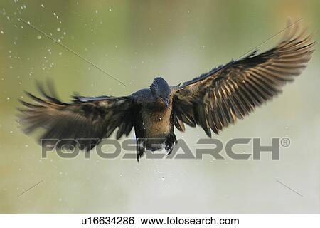 Stock Photograph - Reed Cormorant in flight, Marievale Bird Sanctuary, South Africa. Fotosearch