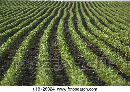 Picture - Rows of soy beans in field. Fotosearch