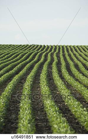 Rows of soy beans in field View Large Photo Image Stock Image - Rows of soy beans in field. Fotosearch