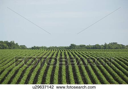 Rows of soy beans in field View Large Photo Image Stock Image - Rows of soy beans in field. Fotosearch