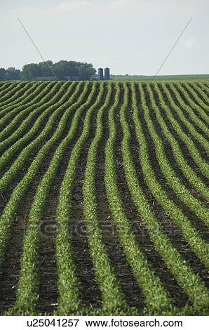 Rows of soy beans in field View Large Photo Image Stock Photo - Rows of soy beans in field. Fotosearch