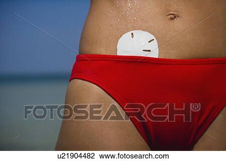 Sand dollar in woman’s bikini, Florida, United States View Large Photo Image Stock Image - Sand dollar in woman’s bikini, Florida, United States. Fotosearch