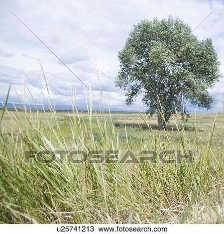 Stock Image - Scene from Route 62 Colorado USA. Fotosearch