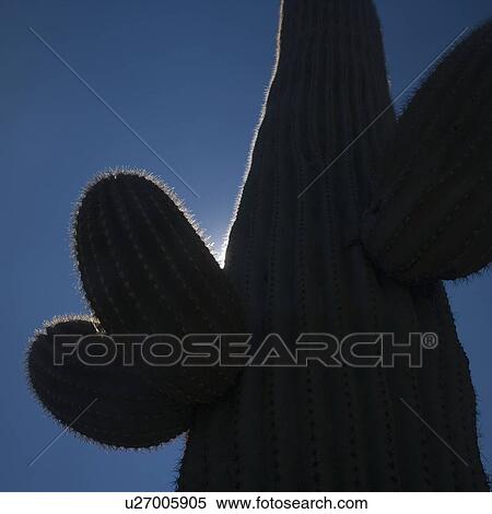 Stock Photography - Silhouette of cactus, Arizona, United States. Fotosearch