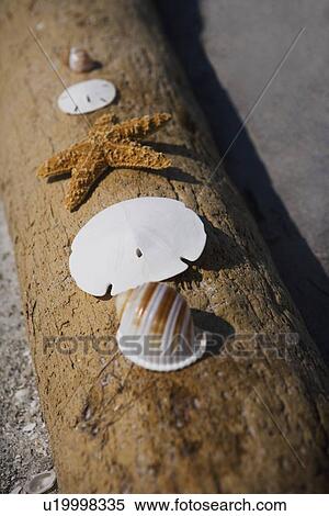 Stock Photography - Starfish, sand dollars and shells on log, Florida, United States. Fotosearch