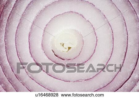 Still life of a slice of onion View Large Photo Image Stock Photo - Still life of a slice of onion. Fotosearch