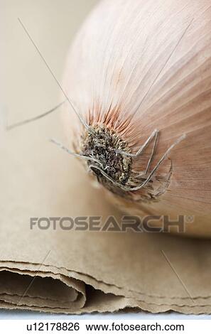 Stock Photograph - Still life of an onion. Fotosearch