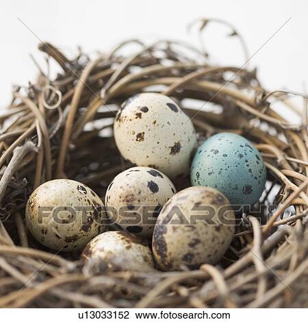 Stock Image - Still life of eggs in a nest. Fotosearch