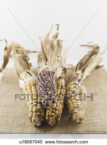 Still life of Indian corn View Large Photo Image Stock Image - Still life of Indian corn. Fotosearch