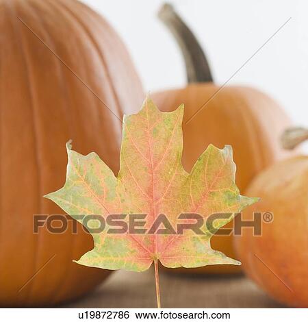 Stock Photograph - Still life of pumpkins and a fall leaf. Fotosearch