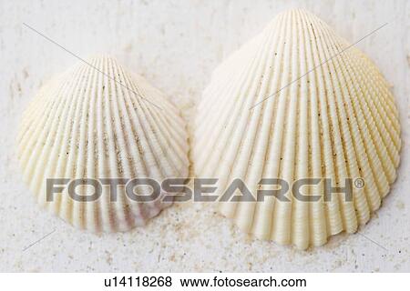 Still life of seashells View Large Photo Image Stock Photo - Still life of seashells. Fotosearch