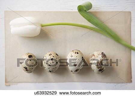 Stock Photo - Still life of tulip and speckled eggs. Fotosearch