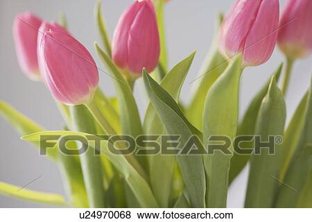 Still life of tulips View Large Photo Image Stock Photo - Still life of tulips. Fotosearch