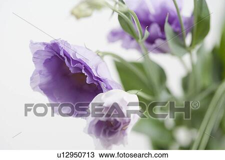 Studio shot of flowers View Large Photo Image Stock Image - Studio shot of flowers. Fotosearch