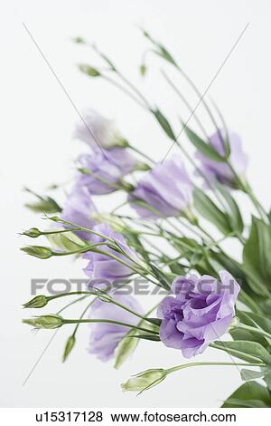 Studio shot of flowers View Large Photo Image Stock Photo - Studio shot of flowers. Fotosearch