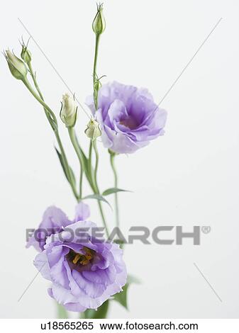 Stock Photography - Studio shot of flowers. Fotosearch