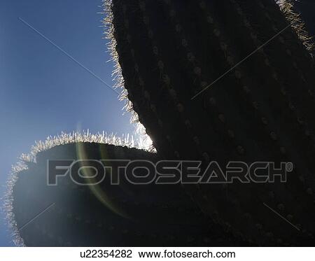 Stock Image - Sun shining behind cactus, Arizona, United States. Fotosearch
