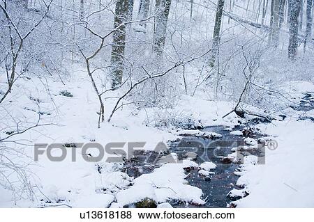 Stock Photo - Trees and stream covered in snow. Fotosearch