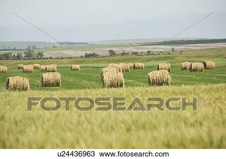 View of wheat field and hay bales View Large Photo Image Stock Image - View of wheat field and hay bales. Fotosearch
