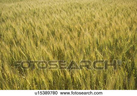 View of wheat field View Large Photo Image Stock Image - View of wheat field. Fotosearch