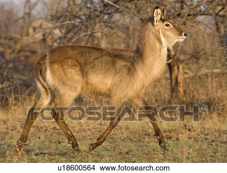 Waterbuck walking, Greater Kruger National Park, South Africa View Large Photo Image Picture - Waterbuck walking, Greater Kruger National Park, South Africa. Fotosearch