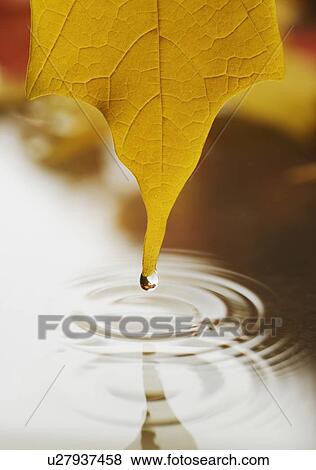 Wet leaf dripping into water View Large Photo Image Stock Photo - Wet leaf dripping into water. Fotosearch