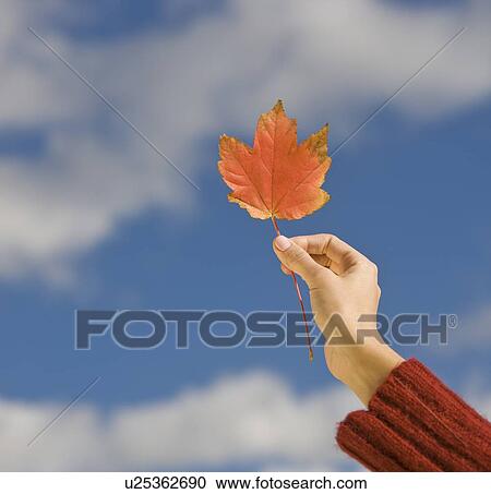 Stock Image - Woman holding autumn leaf. Fotosearch