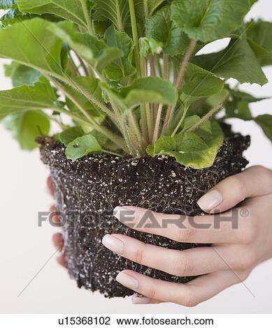 Woman holding plant View Large Photo Image Stock Image - Woman holding plant. Fotosearch