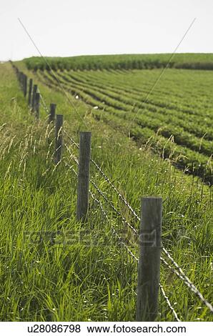 Wooden fence along soy bean field View Large Photo Image Stock Photo - Wooden fence along soy bean field. Fotosearch
