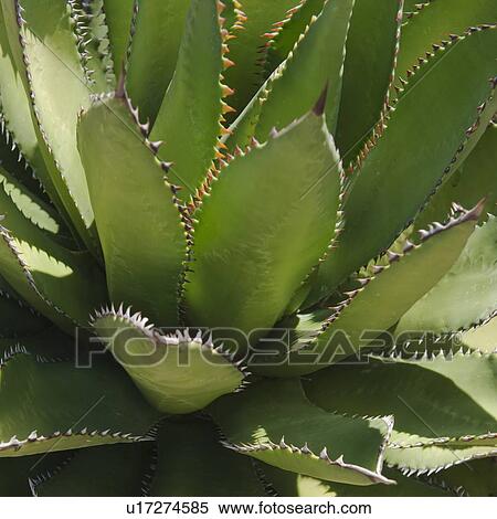 Agave plant View Large Photo Image Stock Photography - Agave plant. Fotosearch