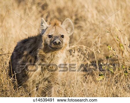Stock Image - Alert hyena standing in grass. Fotosearch