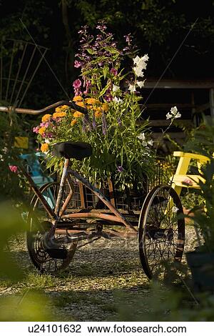 Stock Image - Antique tricycle carrying fresh flowers. Fotosearch