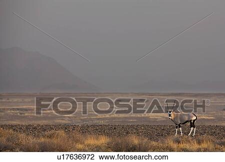 Stock Image - Antlered Gemsbok, Namib Desert, Namibia, Africa. Fotosearch