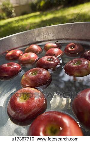 Apples in bucket of water View Large Photo Image Stock Image - Apples in bucket of water. Fotosearch