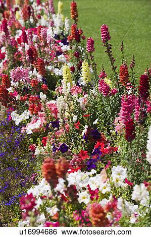 Stock Photograph - Assorted flowers in garden. Fotosearch