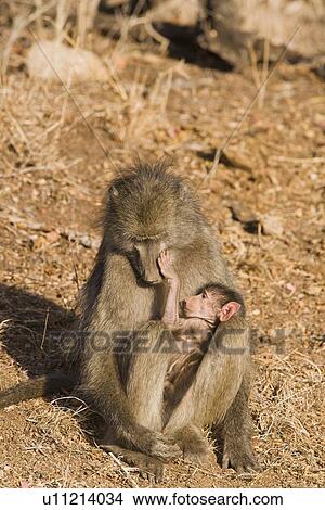 Baboon cradling baby in lap View Large Photo Image Picture - Baboon cradling baby in lap. Fotosearch