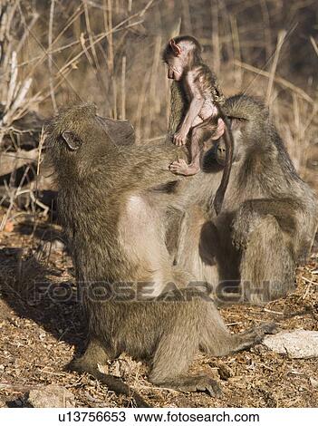Baboon lifting baby in air View Large Photo Image Stock Image - Baboon lifting baby in air. Fotosearch