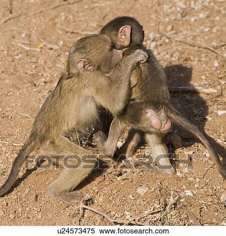 Baby baboons playing in dirt View Large Photo Image Stock Photography - Baby baboons playing in dirt. Fotosearch