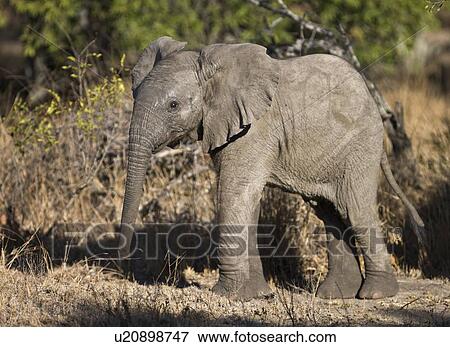 Stock Photo - Baby Elephant. Fotosearch