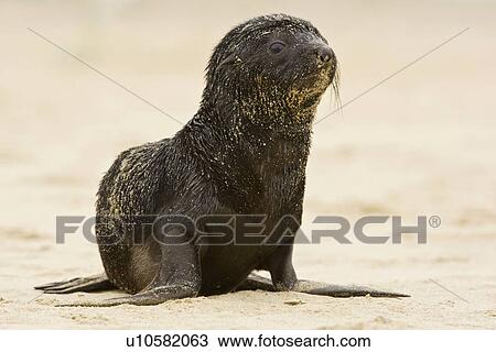 Baby South African Fur Seal on sand, Namibia, Africa View Large Photo Image Stock Image - Baby South African Fur Seal on sand, Namibia, Africa. Fotosearch