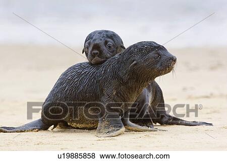 Stock Photo - Baby South African Fur Seals on sand, Namibia, Africa. Fotosearch