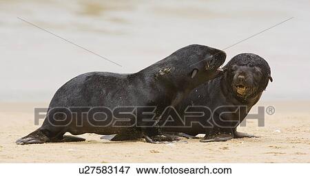 Baby South African Fur Seals on sand, Namibia, Africa View Large Photo Image Stock Photo - Baby South African Fur Seals on sand, Namibia, Africa. Fotosearch