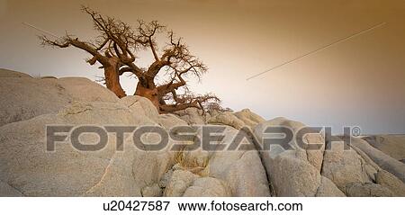 Stock Photo - Barren tree among rocks on Kubu Island, Botswana. Fotosearch