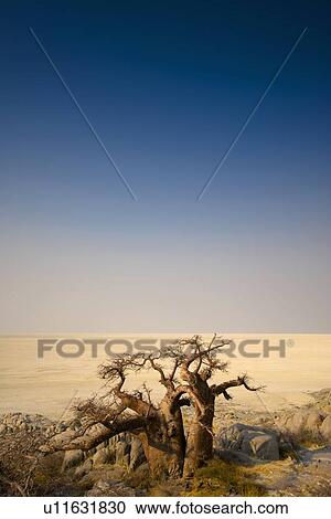 Stock Image - Barren trees in desert on Kubu Island, Botswana. Fotosearch