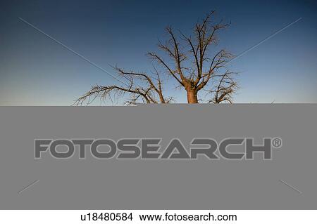 Barren trees on Kubu Island, Botswana View Large Photo Image Picture - Barren trees on Kubu Island, Botswana. Fotosearch